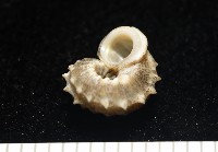 基隆花冠螺藏品圖，第8張