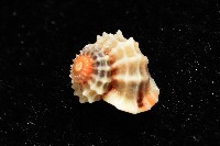 大溪花冠螺藏品圖，第3張