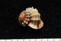 大溪花冠螺藏品圖，第4張