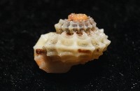 大溪花冠螺藏品圖，第5張