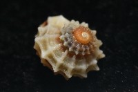 大溪花冠螺藏品圖，第6張