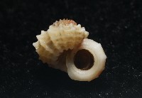 大溪花冠螺藏品圖，第9張