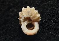 大溪花冠螺藏品圖，第14張