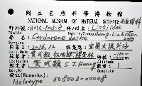 大溪花冠螺藏品圖，第15張