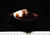朝露蛹筆螺藏品圖，第3張