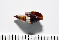 朝露蛹筆螺藏品圖，第7張