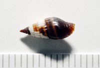 朝露蛹筆螺藏品圖，第8張