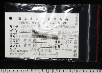 朝露蛹筆螺藏品圖，第11張