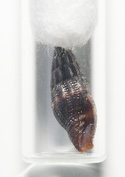 微光蛹筆螺藏品圖，第10張