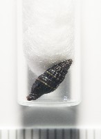 晨光蛹筆螺藏品圖，第9張