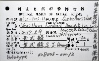 晨光蛹筆螺藏品圖，第12張