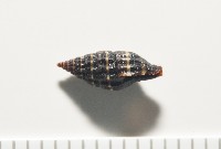 暮靄蛹筆螺藏品圖，第6張