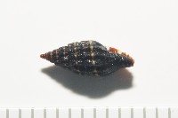 暮靄蛹筆螺藏品圖，第8張