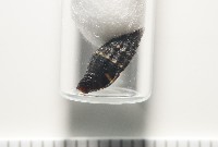 暮靄蛹筆螺藏品圖，第10張
