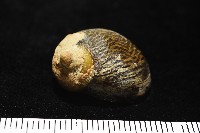 平行線蜑螺藏品圖，第5張