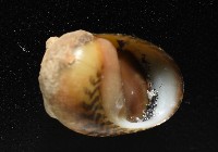 平行線蜑螺藏品圖，第7張