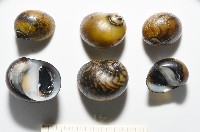 細斑蜑螺藏品圖，第8張