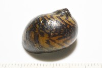 細斑蜑螺藏品圖，第9張
