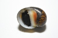 細斑蜑螺藏品圖，第10張