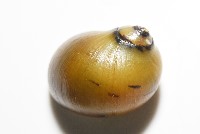 細斑蜑螺藏品圖，第12張