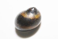 細斑蜑螺藏品圖，第13張