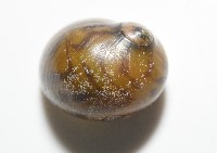 細斑蜑螺藏品圖，第14張