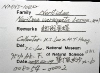 細斑蜑螺藏品圖，第16張