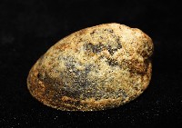 壁蜑螺藏品圖，第7張