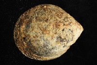 壁蜑螺藏品圖，第8張