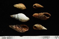 瘤蜷藏品圖，第2張