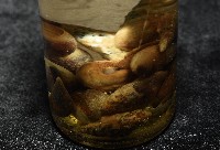 瘤蜷藏品圖，第8張