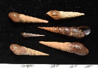 錐蜷藏品圖，第5張