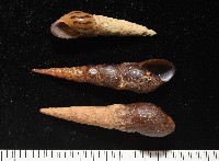 錐蜷藏品圖，第6張