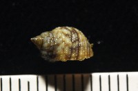 黑尖玉黍螺藏品圖，第4張