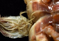 角眼沙蟹藏品圖，第9張