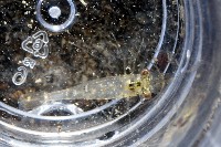 澳洲(南海)沼蝦藏品圖，第5張