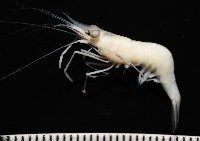 澳洲(南海)沼蝦藏品圖，第6張