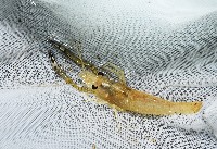 貪食沼蝦藏品圖，第2張
