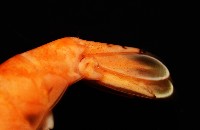 貪食沼蝦藏品圖，第6張