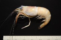 貪食沼蝦藏品圖，第9張