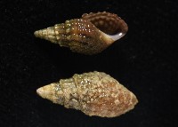 瘤蜷藏品圖，第3張