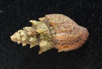 塔蜷藏品圖，第5張