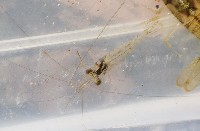 澳洲(南海)沼蝦藏品圖，第2張