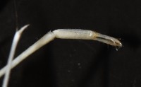 澳洲(南海)沼蝦藏品圖，第7張