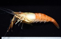 貪食沼蝦藏品圖，第5張