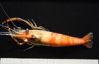 貪食沼蝦藏品圖，第6張