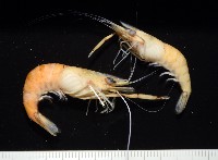 貪食沼蝦藏品圖，第8張