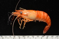 貪食沼蝦藏品圖，第9張