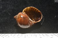 福壽螺藏品圖，第7張