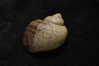 福壽螺藏品圖，第10張